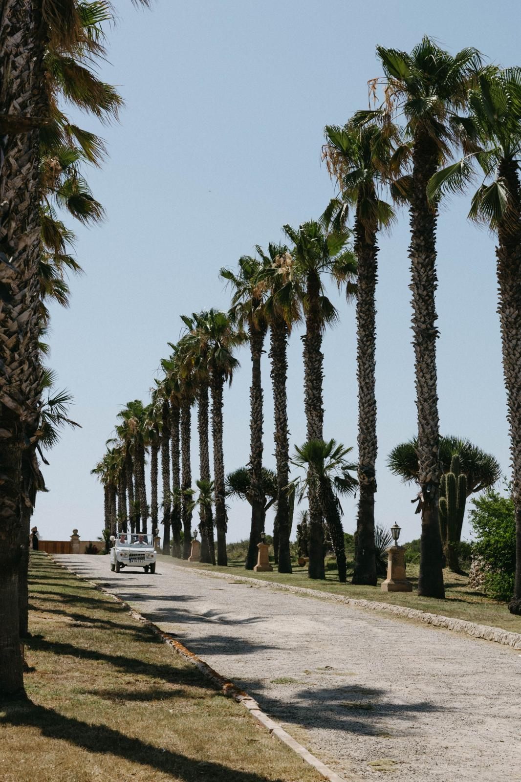 Camino de palmeras en una finca de bodas de Cataluña